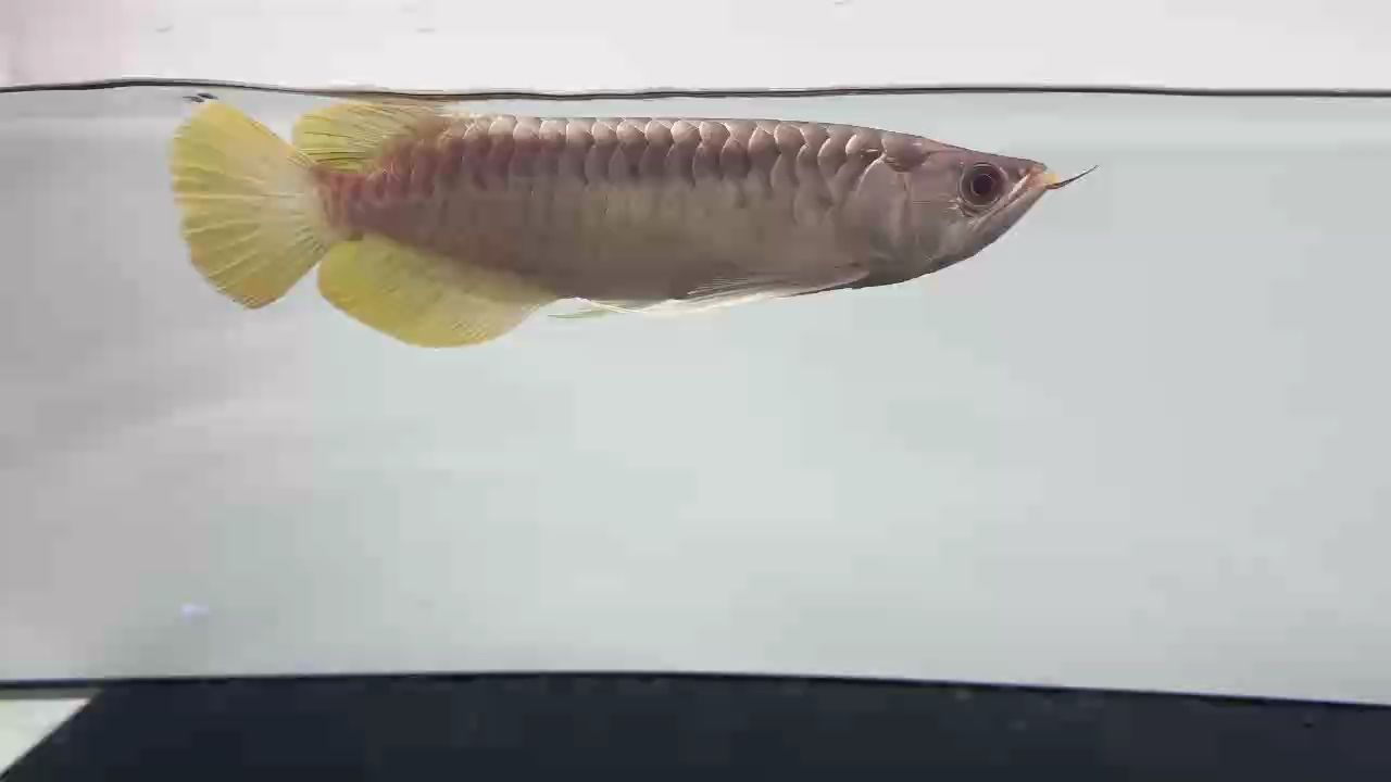 超級板小毒椒