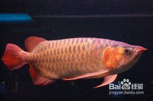 甲硝唑治療龍魚寄生蟲效果好嗎vs祥龍魚場：甲硝唑在治療龍魚寄生蟲方面效果顯著