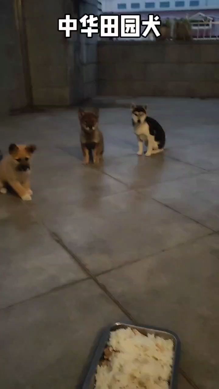 中華田園犬