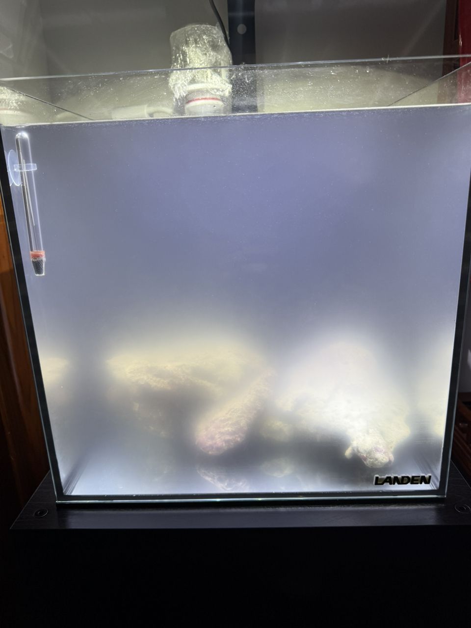 海水缸養水水混什么情況！ 海水缸養水水混什么情況！ 龍魚論壇