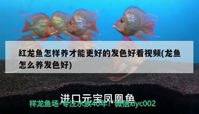 2米長的魚缸會不會塌掉(兩米高魚缸)