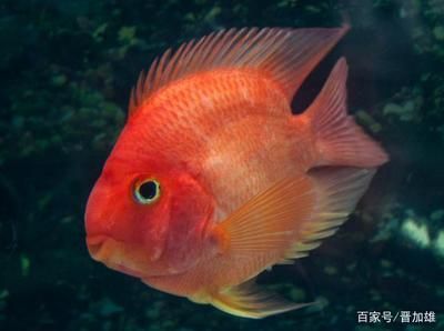紅財神魚和鸚鵡區別（正宗的紅財神魚和鸚鵡魚的區別：紅財神魚和鸚鵡魚的區別）