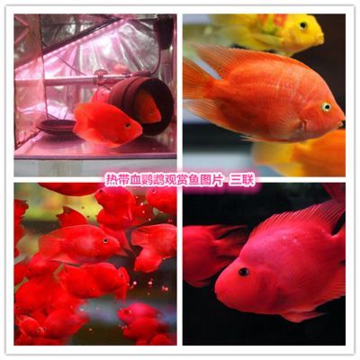 紅財神魚和鸚鵡區別（正宗的紅財神魚和鸚鵡魚的區別：紅財神魚和鸚鵡魚的區別）