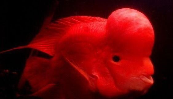 紅財神魚和鸚鵡區別（正宗的紅財神魚和鸚鵡魚的區別：紅財神魚和鸚鵡魚的區別）
