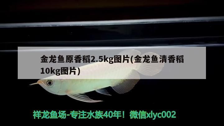 金龍魚原香稻2.5kg圖片(金龍魚清香稻10kg圖片)