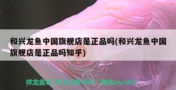 和興龍魚中國旗艦店是正品嗎(和興龍魚中國旗艦店是正品嗎知乎)