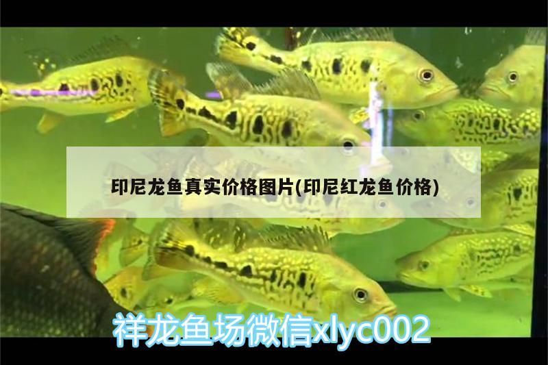 印尼龍魚真實價格圖片(印尼紅龍魚價格)