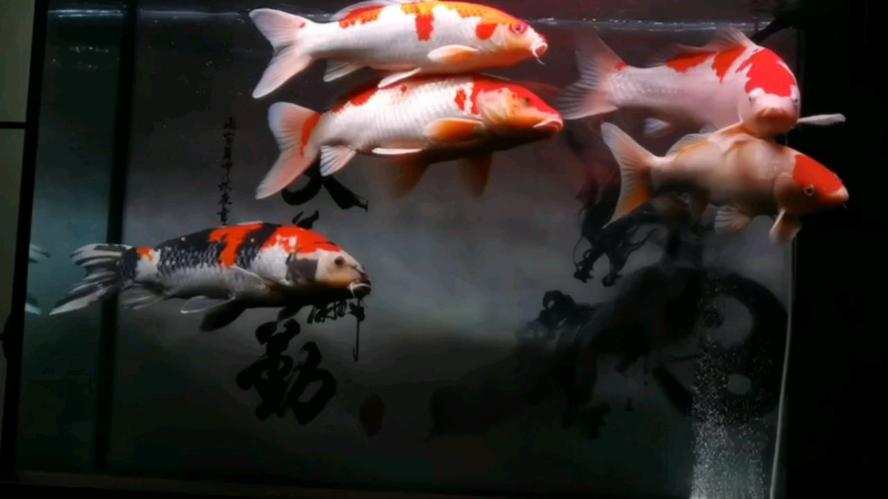 [qiang][qiang][qiang]