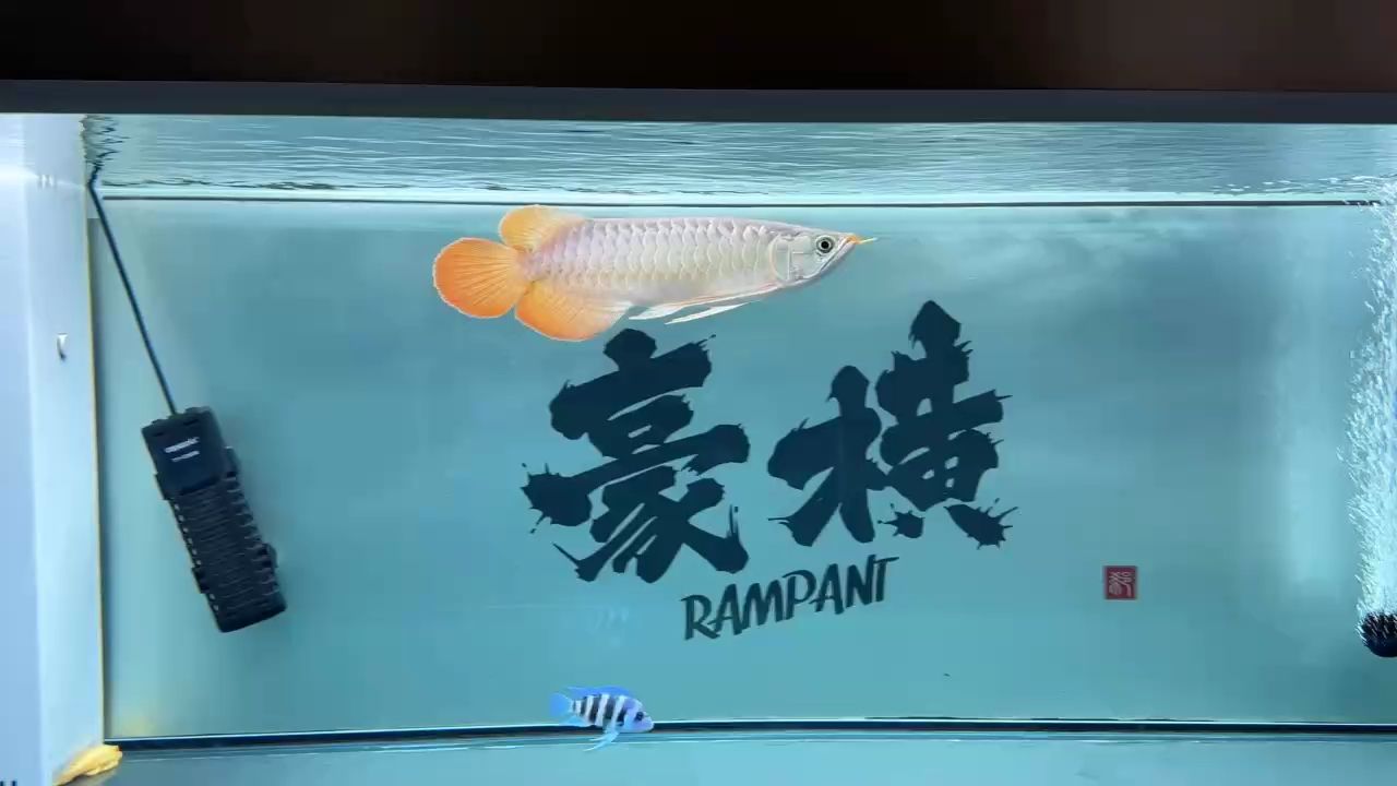 記錄一下我的小魚