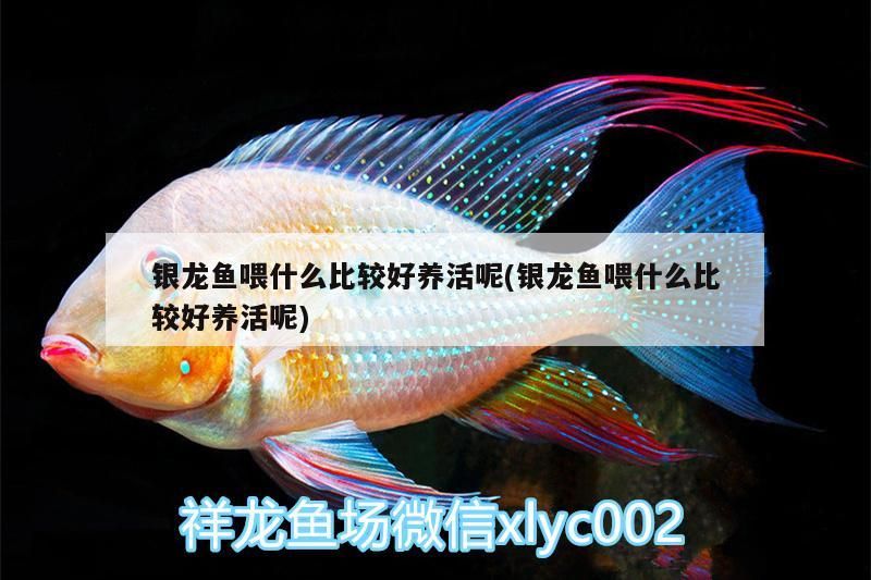 銀龍魚喂什么比較好養(yǎng)活呢(銀龍魚喂什么比較好養(yǎng)活呢)