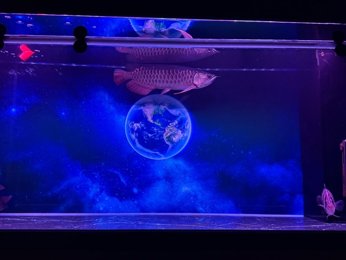 安靜的欣賞著