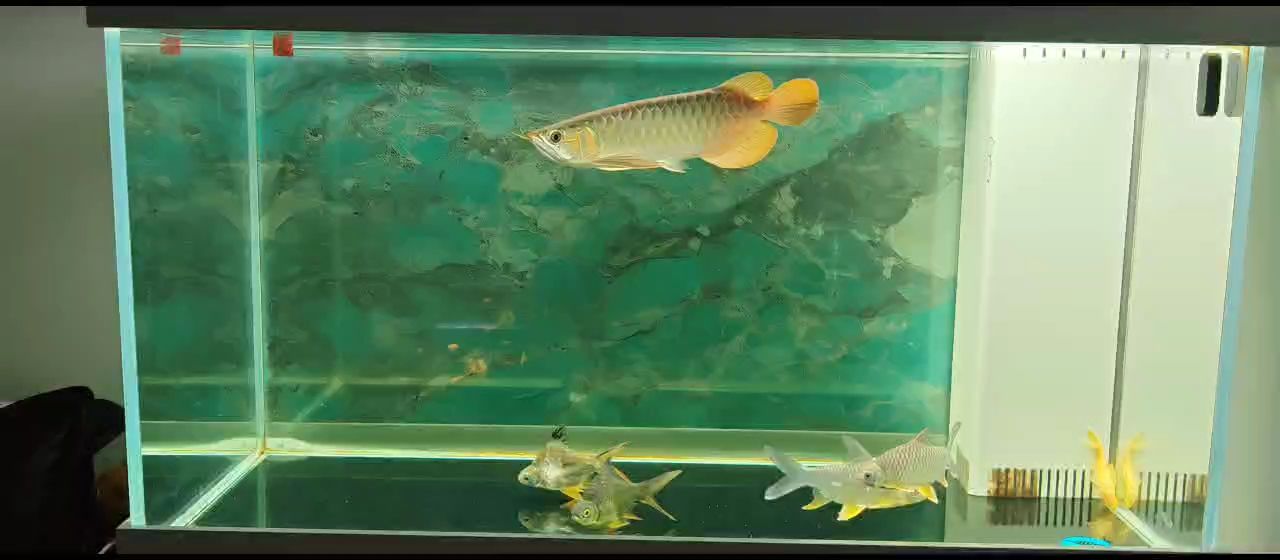 人不在就趴缸