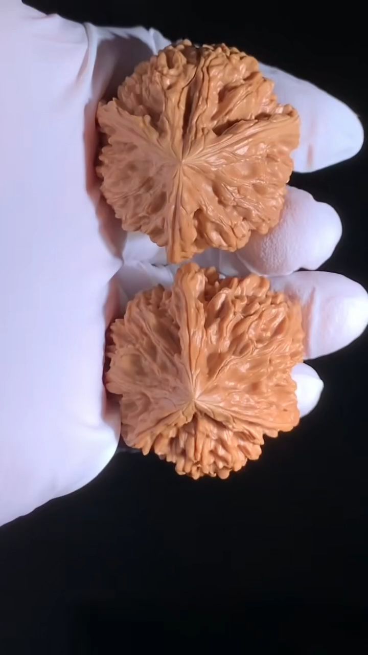 御龍粗筋三棱奔馳核桃 龍魚(yú)論壇 御龍粗筋三棱奔馳核桃 御龍粗筋三棱奔馳核桃 龍魚(yú)論壇