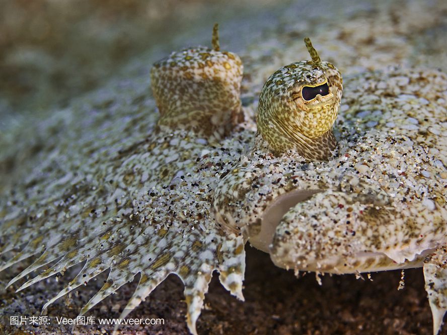 怎樣防止紅龍魚掉眼睛：怎樣防止紅龍魚掉眼，全方位養護指南