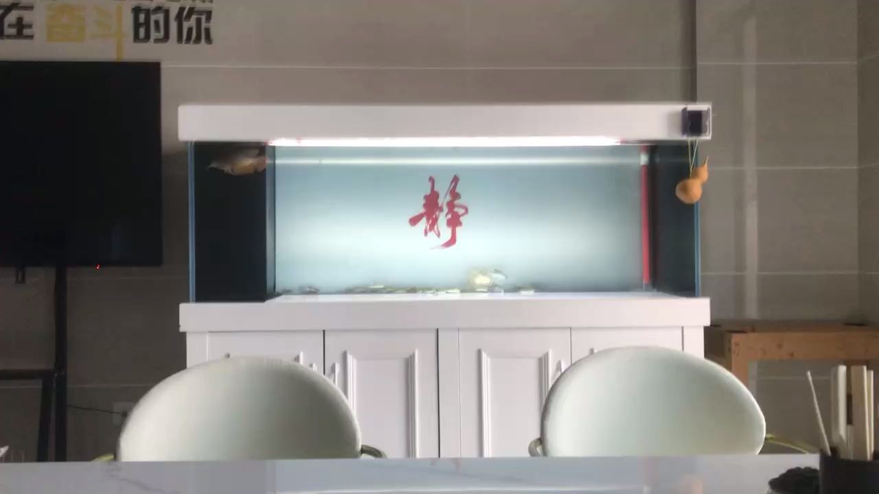 搞點飼料魚