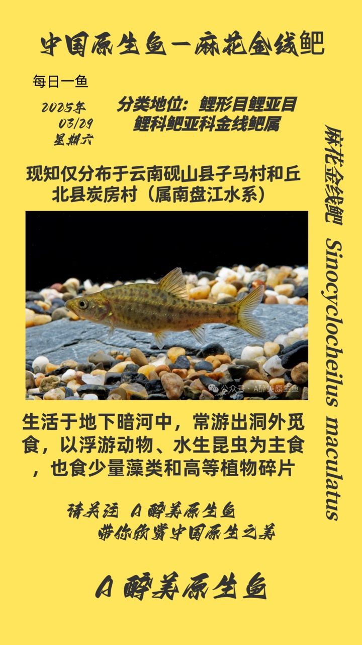 麻花金線鲃