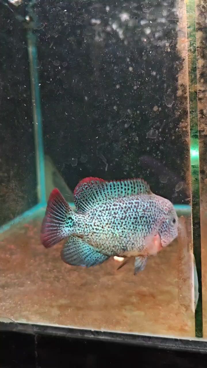古典滿紋羅漢魚