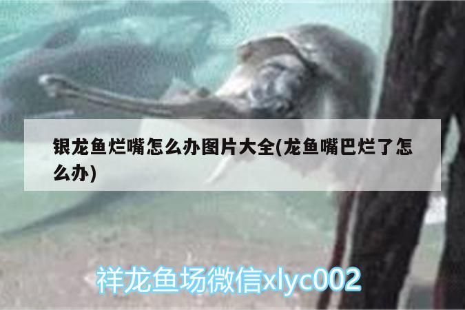 銀龍魚爛嘴怎么辦圖片大全(龍魚嘴巴爛了怎么辦)