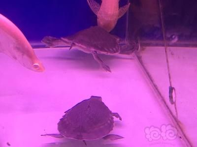 豬鼻龜好養活嗎：豬鼻龜怎么養，豬鼻龜飼養環境布置技巧