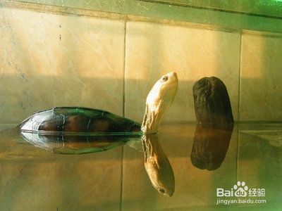 豬鼻龜好養活嗎：豬鼻龜怎么養，豬鼻龜飼養環境布置技巧