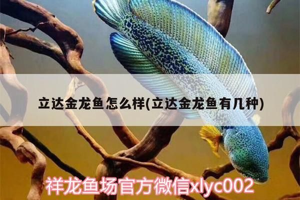魚缸造景先放沙還是先放水(魚缸造景先鋪沙還是先放石頭) 立達金龍魚怎么樣(立達金龍魚有幾種) 立達金龍魚 立達金龍魚怎么樣(立達金龍魚有幾種) 立達金龍魚怎么樣(立達金龍魚有幾種) 立達金龍魚