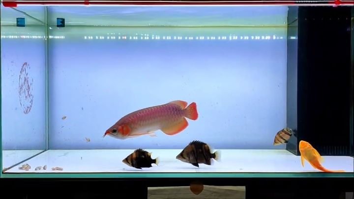喂魚了