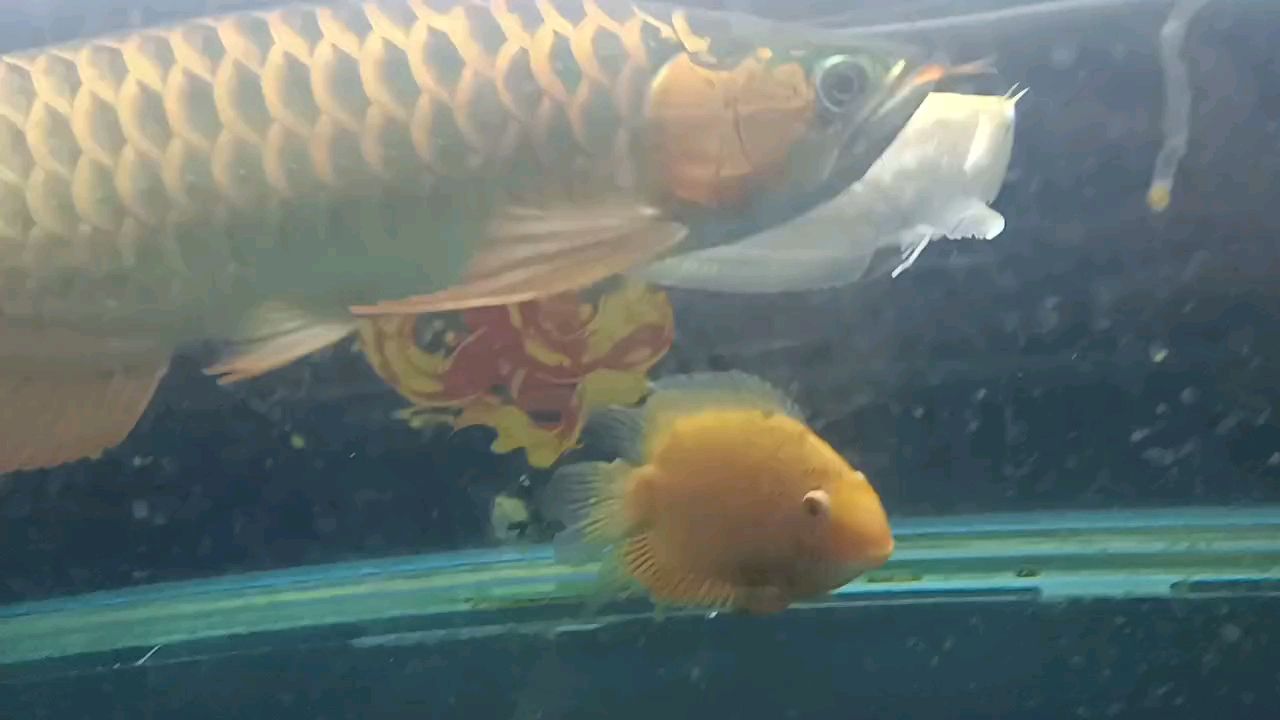 練練膽量