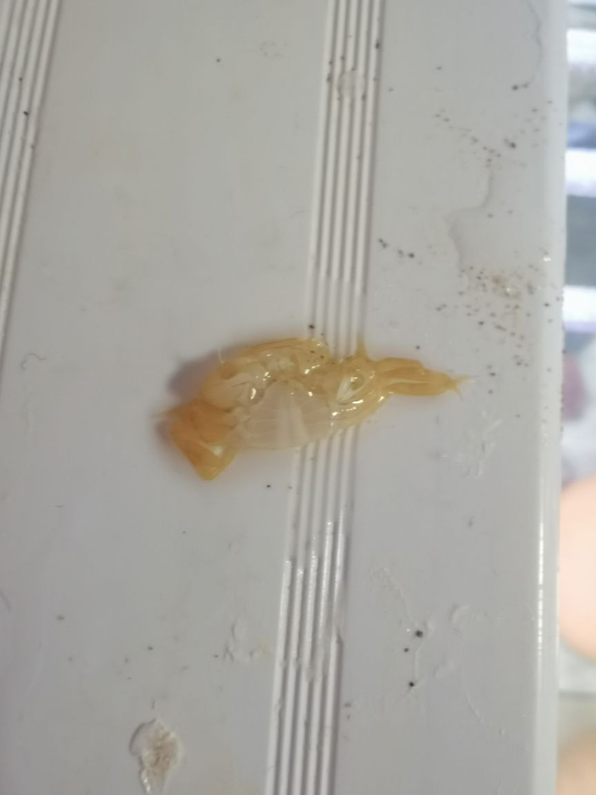 養(yǎng)的小螃蟹蛻殼了