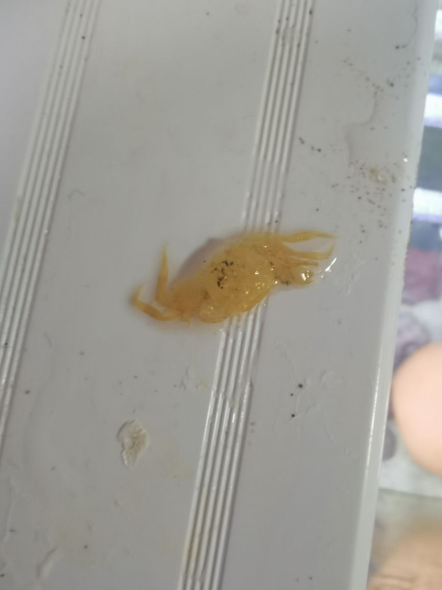 養(yǎng)的小螃蟹蛻殼了