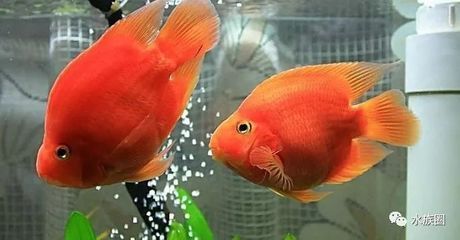 觀賞魚(yú)最多能活幾年（觀賞魚(yú)的壽命一般能活多久？）