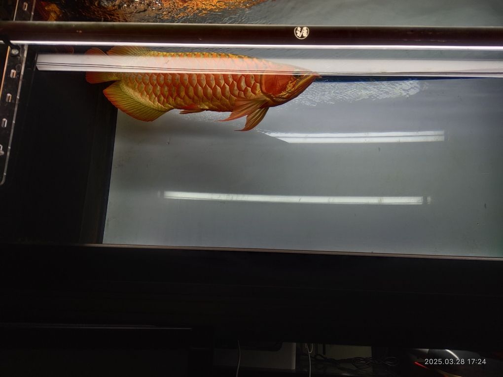 四歲的紅龍魚上燈看看