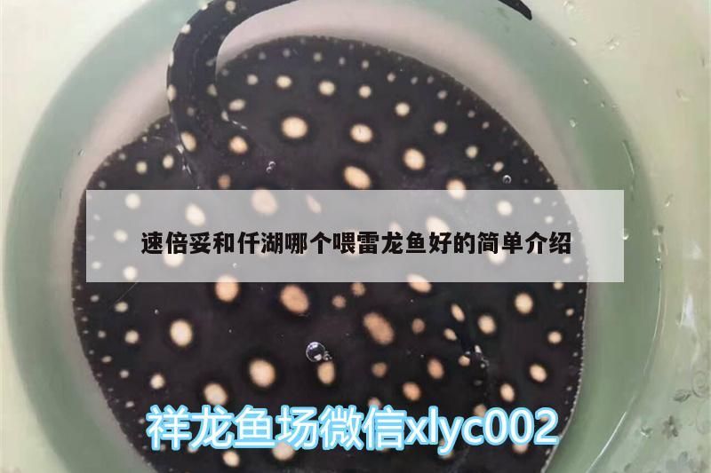 速倍妥和仟湖哪個(gè)喂雷龍魚好的簡單介紹