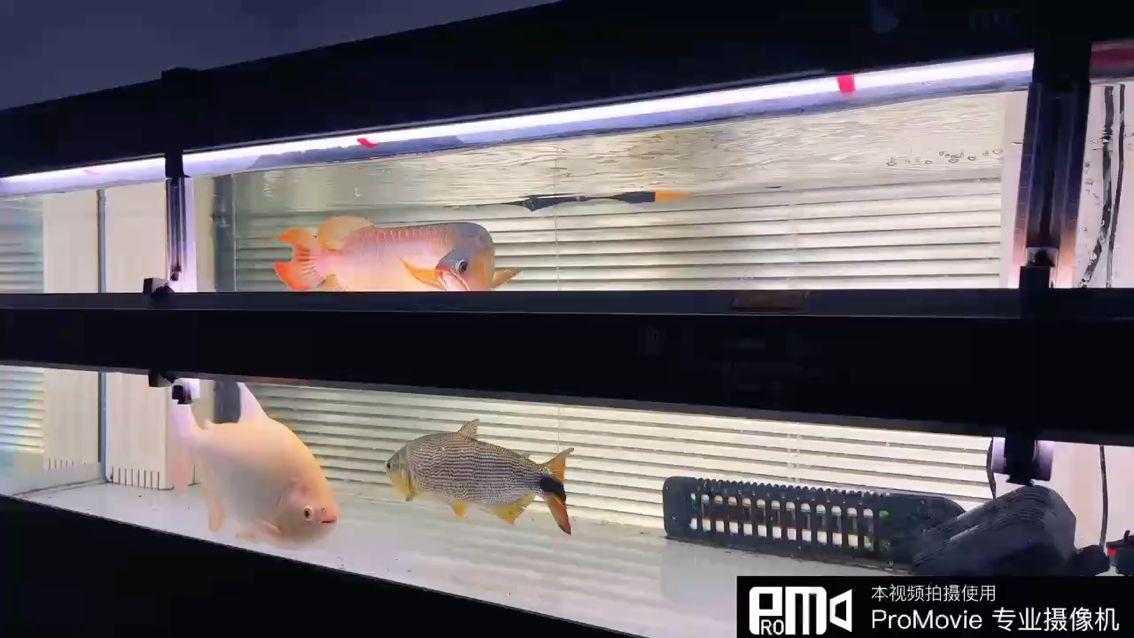 出條辣椒紅龍便宜特價2499 出條辣椒紅龍便宜特價2499 龍魚論壇