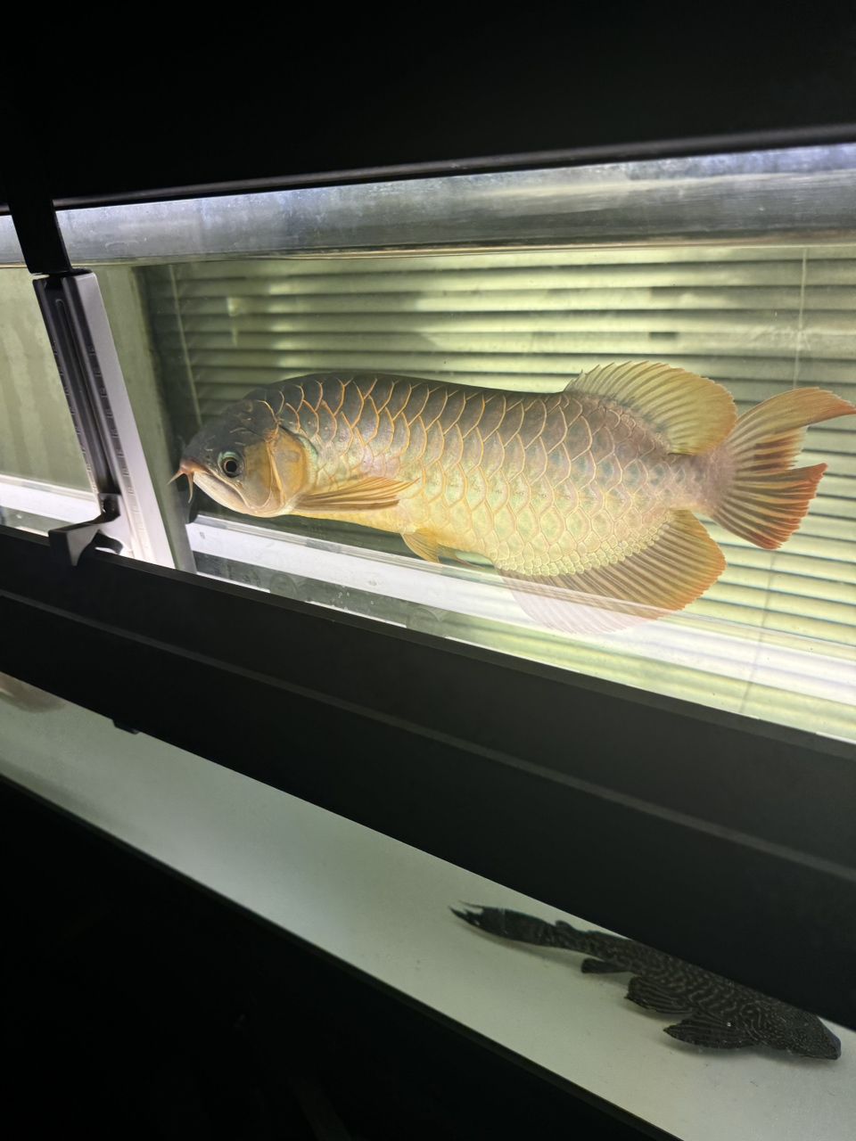 出魚！綠皮辣椒特價便宜2499