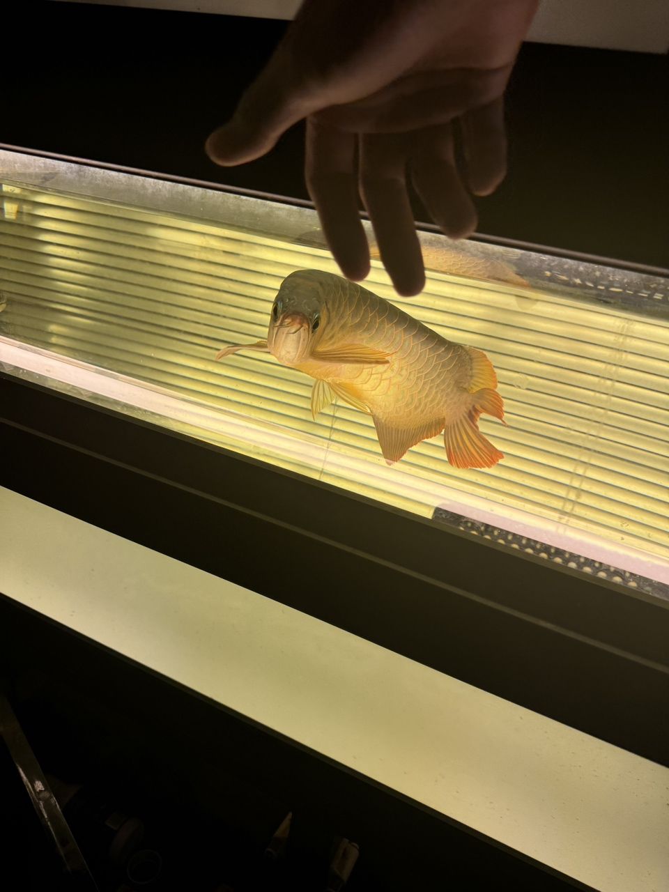 出魚！綠皮辣椒特價便宜2499