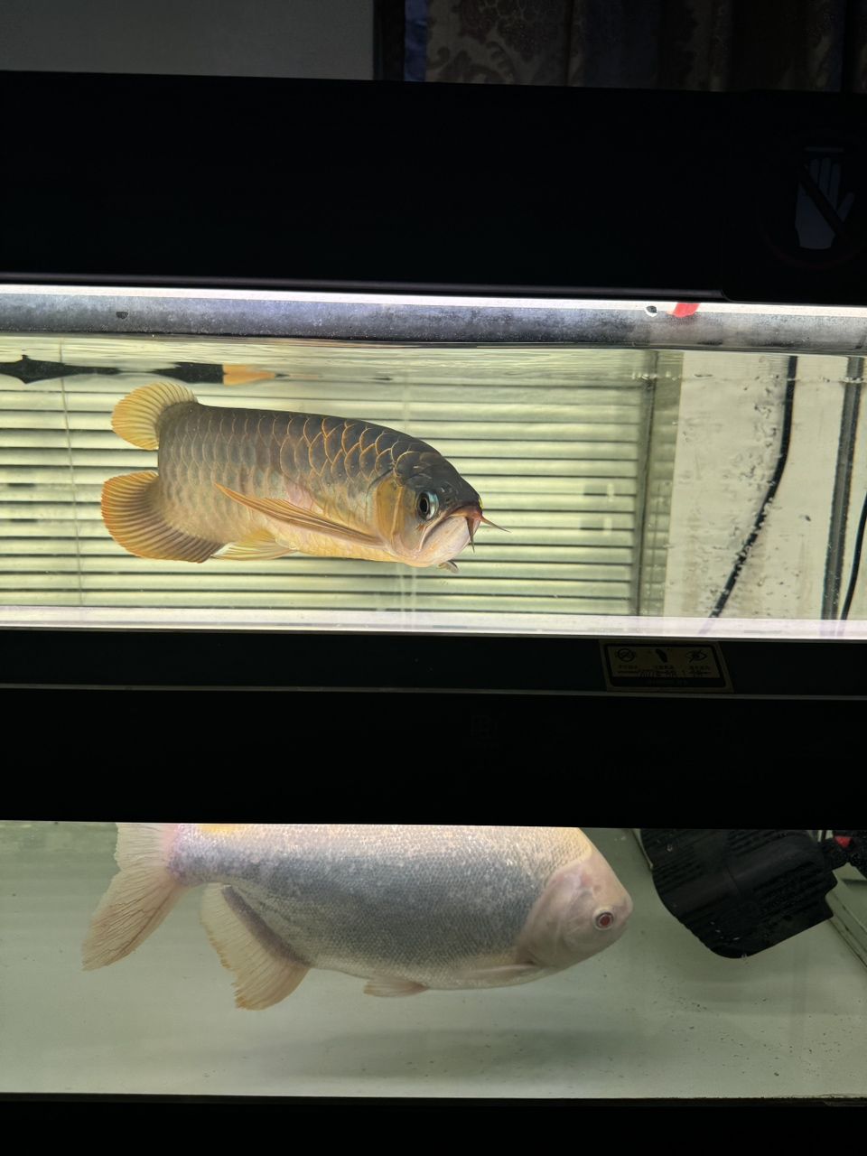 出魚！綠皮辣椒特價便宜2499
