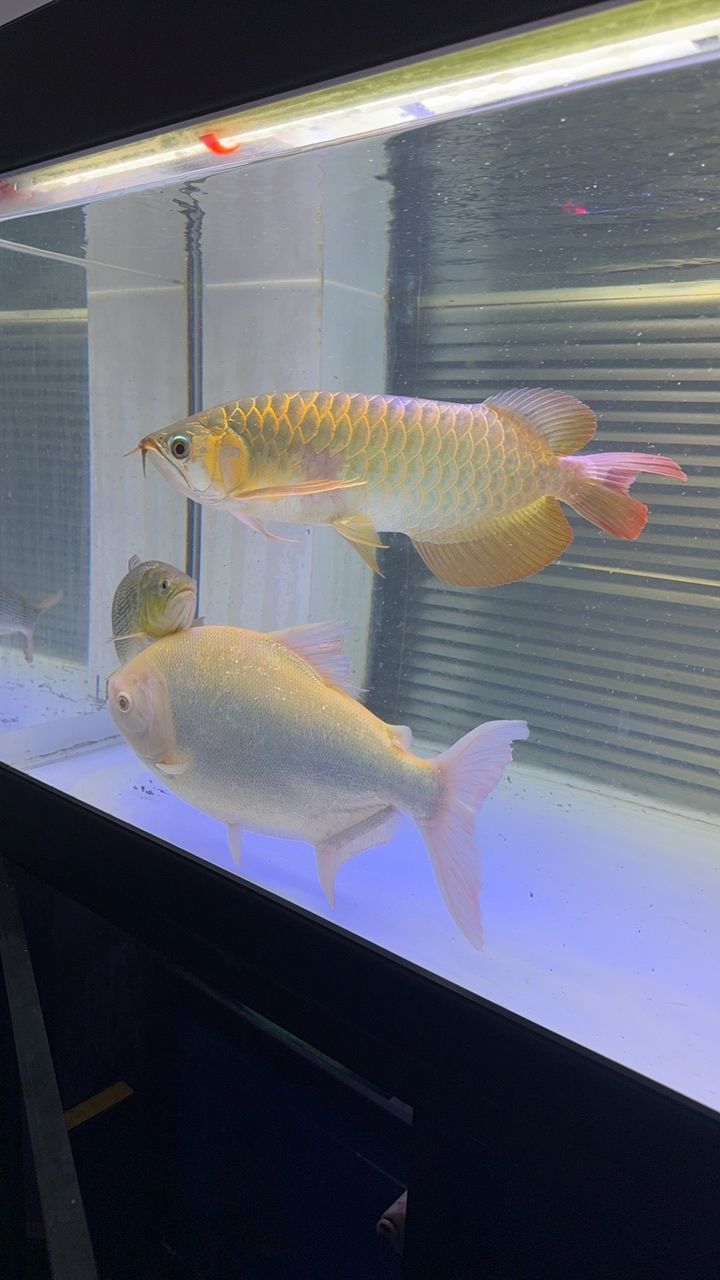 出魚！綠皮辣椒特價便宜2499