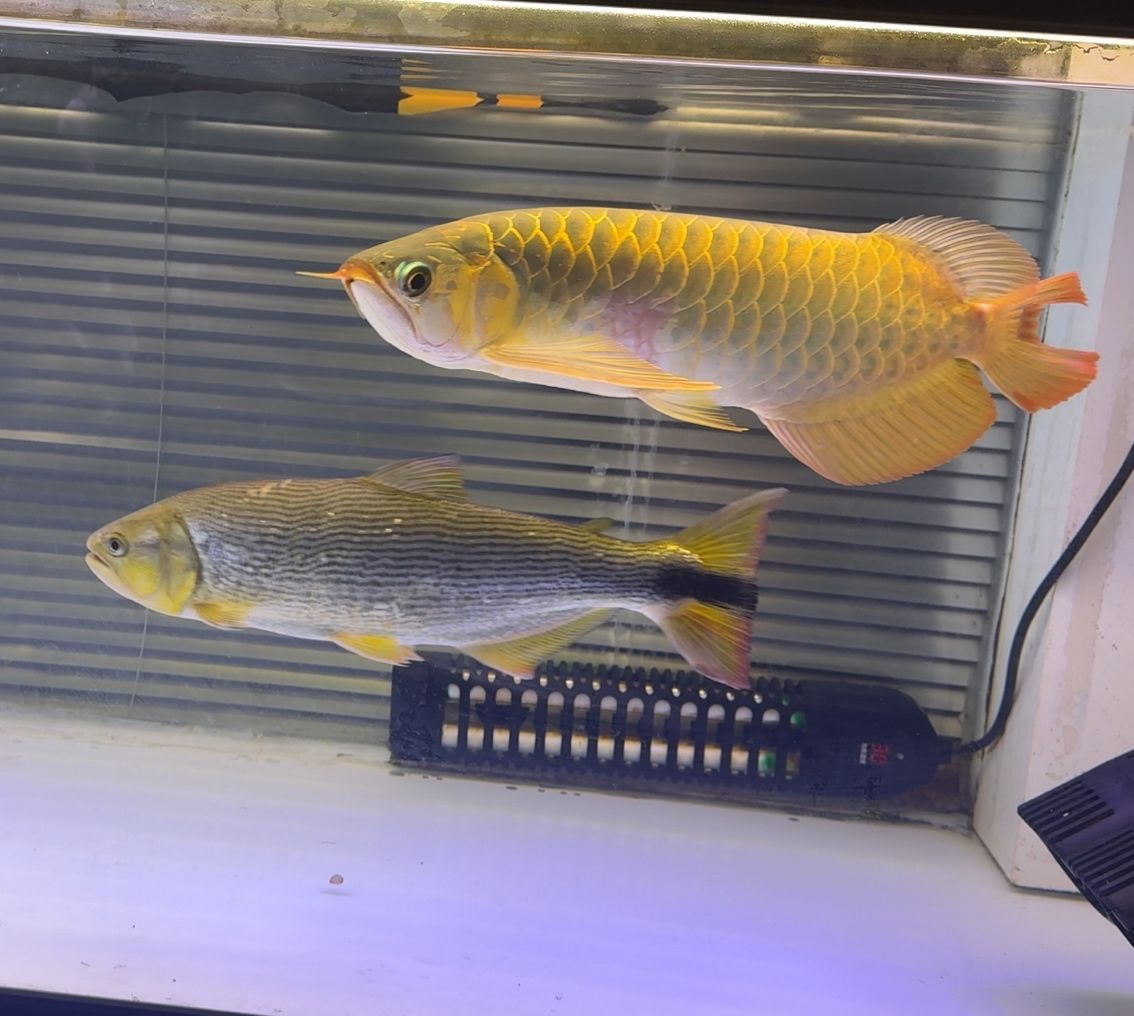 出魚！綠皮辣椒特價便宜2499