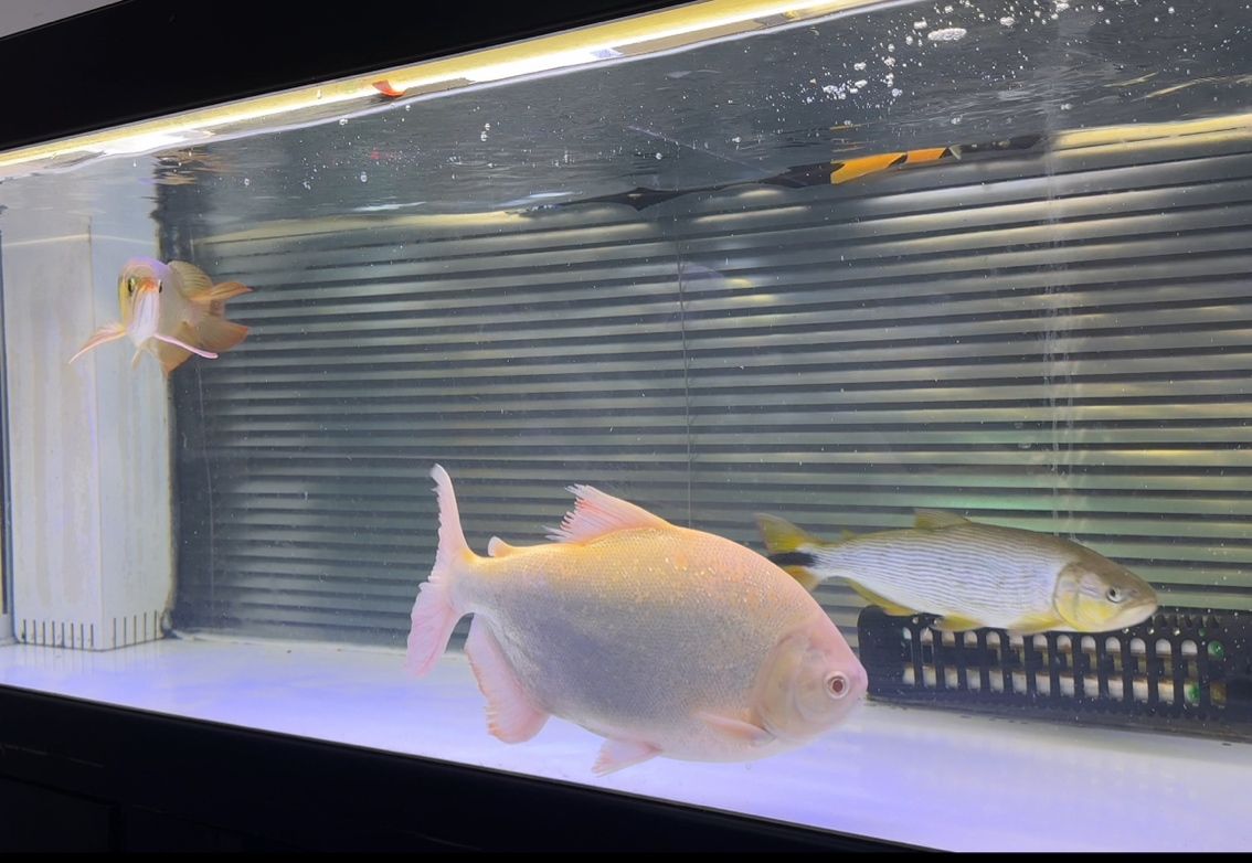 出魚！綠皮辣椒特價便宜2499