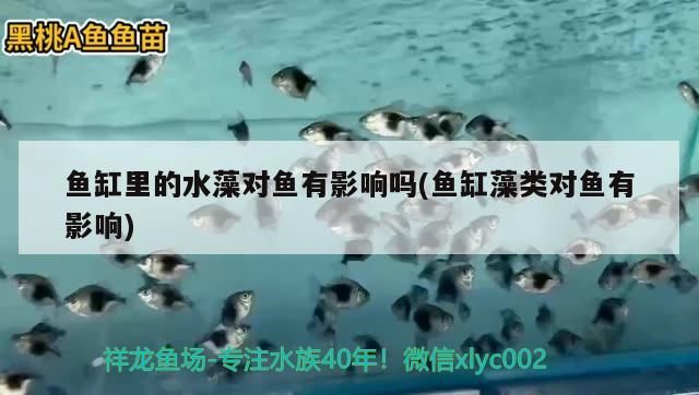 魚缸里的水藻對魚有影響嗎(魚缸藻類對魚有影響)