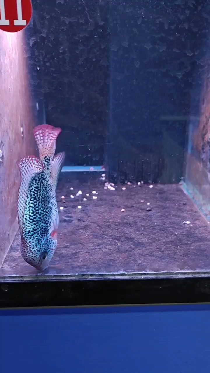滿紋古典羅漢魚魚