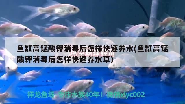 黃金貓魚(yú)怎么養(yǎng)殖的：大黃金貓