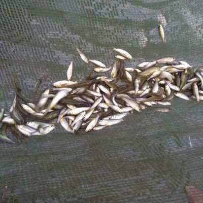 鯉魚苗（關(guān)于鯉魚苗的信息整理如下涵蓋品種、價格、養(yǎng)殖要點及購買渠道） 鯉魚苗（關(guān)于鯉魚苗的信息整理如下涵蓋品種、價格、養(yǎng)殖要點及購買渠道） 蝴蝶鯉百科 第2張