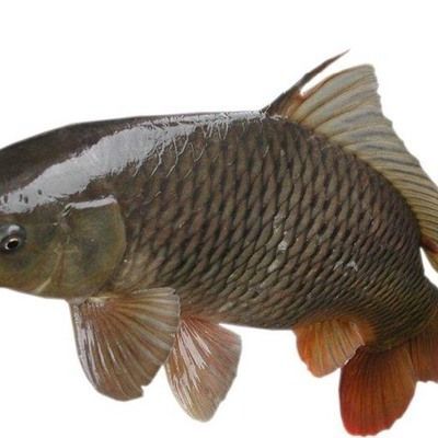 鯉魚苗（關(guān)于鯉魚苗的信息整理如下涵蓋品種、價格、養(yǎng)殖要點及購買渠道）