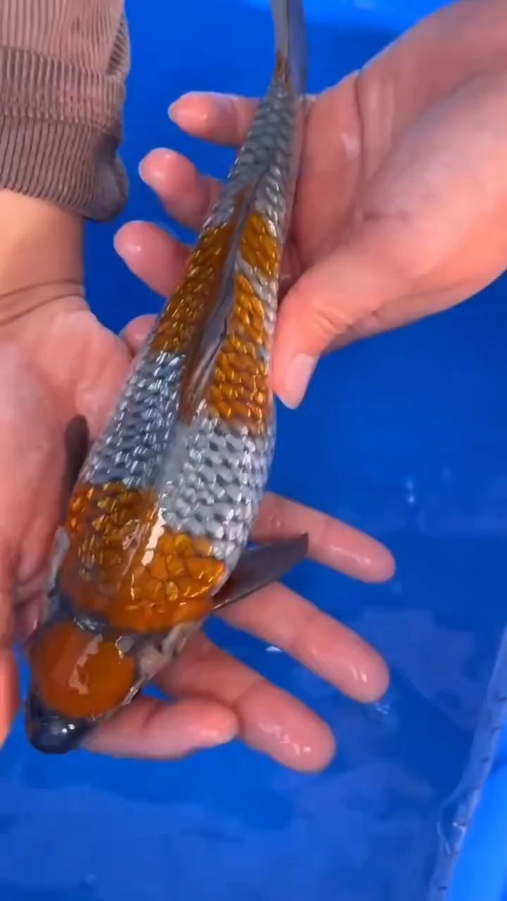 這條怎么樣，交流一下