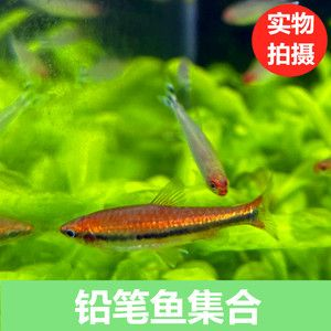 淡水小型觀賞魚（關于淡水小型觀賞魚的一些詳細信息）