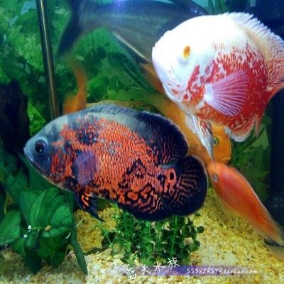 大型白色觀賞魚（關于大型白色觀賞魚的信息）