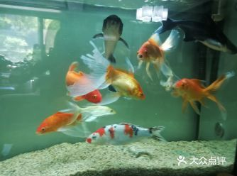 大型白色觀賞魚（關于大型白色觀賞魚的信息）