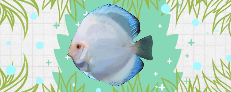 天子藍七彩神仙魚好養嗎怎么養 天子藍七彩神仙魚好養嗎怎么養 錦鯉魚百科