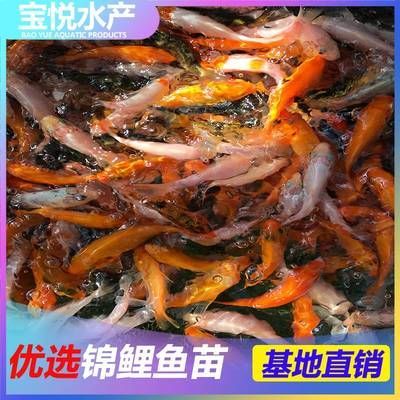 海南觀賞魚基地（海南觀賞魚養殖基地門票價格海南觀賞魚基地介紹）